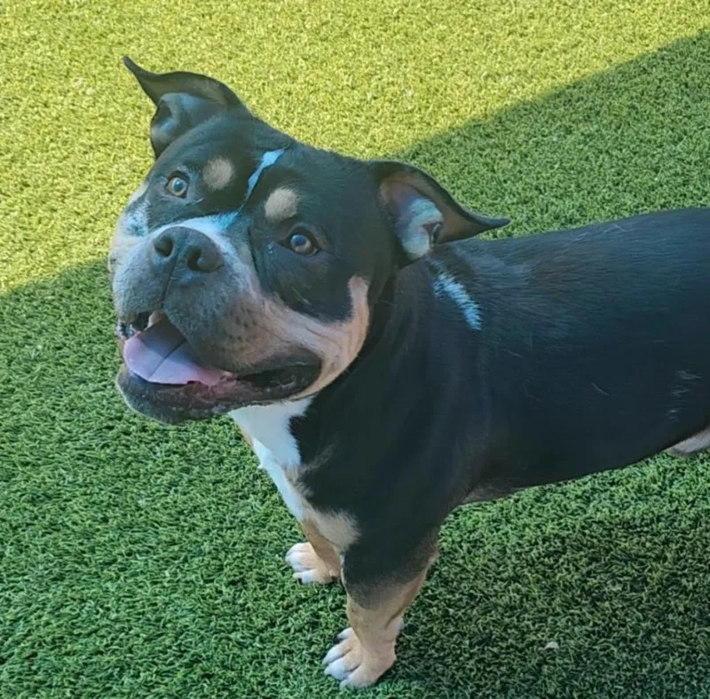 A young medium-sized male Tricolor (Brown, Black, & White) American Bulldog dog named Thumper for adoption in Frankfort, KY