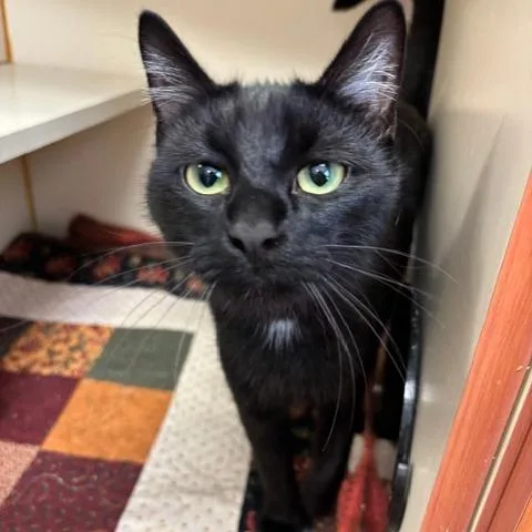 A young medium-sized female Black Domestic Short Hair cat named Cayuga for adoption in South Elgin, IL