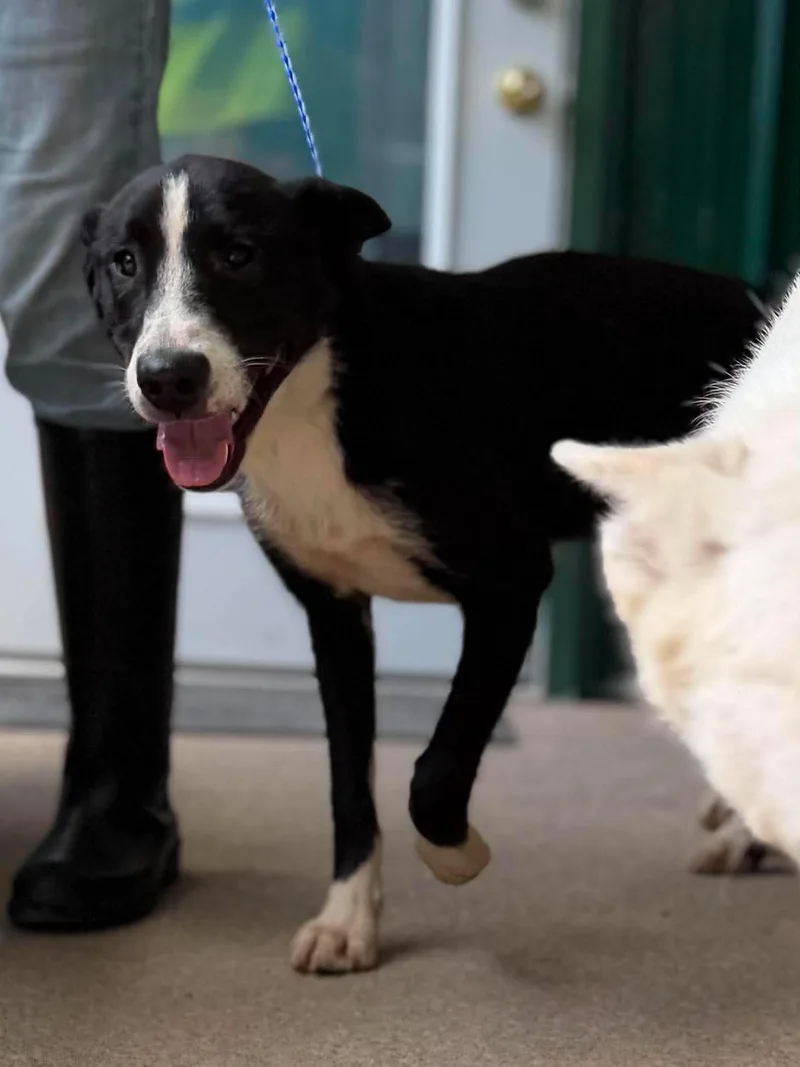 An adult medium-sized female Black Mixed Breed dog named Roo for adoption in Leitchfield, KY