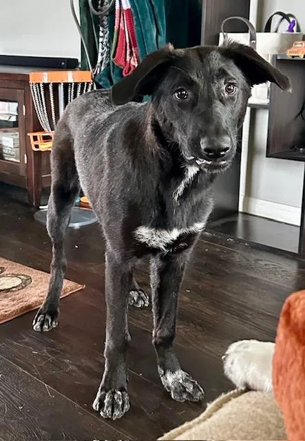 A young medium-sized male Black German Shepherd Dog dog named Jetti for adoption in Cypress, TX