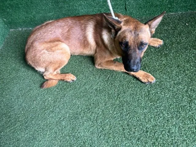 A young medium-sized male German Shepherd Dog dog named Red for adoption in Lancaster, CA