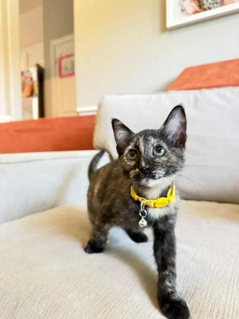 A baby medium-sized female Tortoiseshell Domestic Short Hair cat named Firefly for adoption in Houston, TX