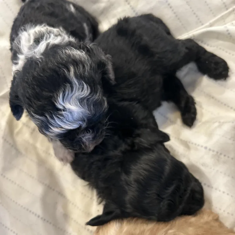 A baby small-sized female White / Cream Poodle dog named Merry Francesca for adoption in Nashville, TN