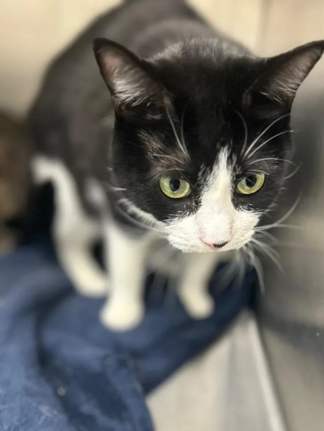 Oreo