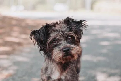 An adult small-sized male Terrier dog named a Goober for adoption in North Charleston, SC