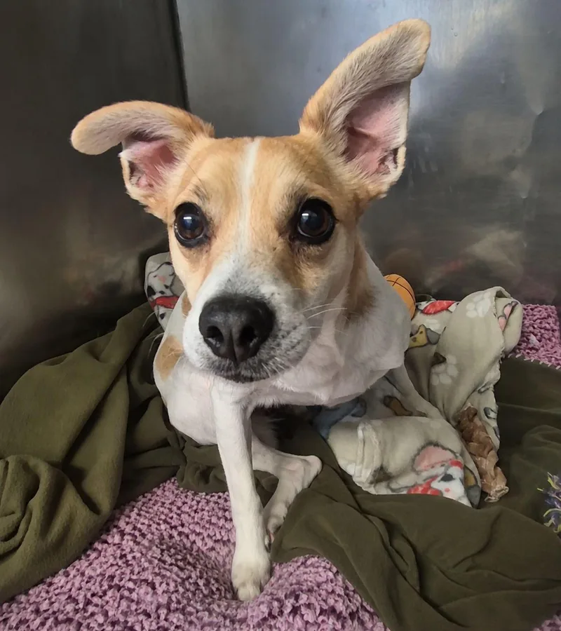 An adult small-sized male Yellow / Tan / Blond / Fawn Terrier dog named Ronald for adoption in Plain City, OH