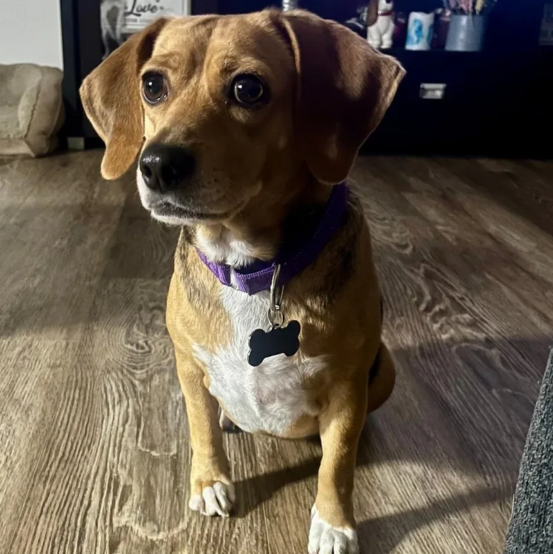 A young medium-sized female Beagle dog named Lulu for adoption in Tomball, TX