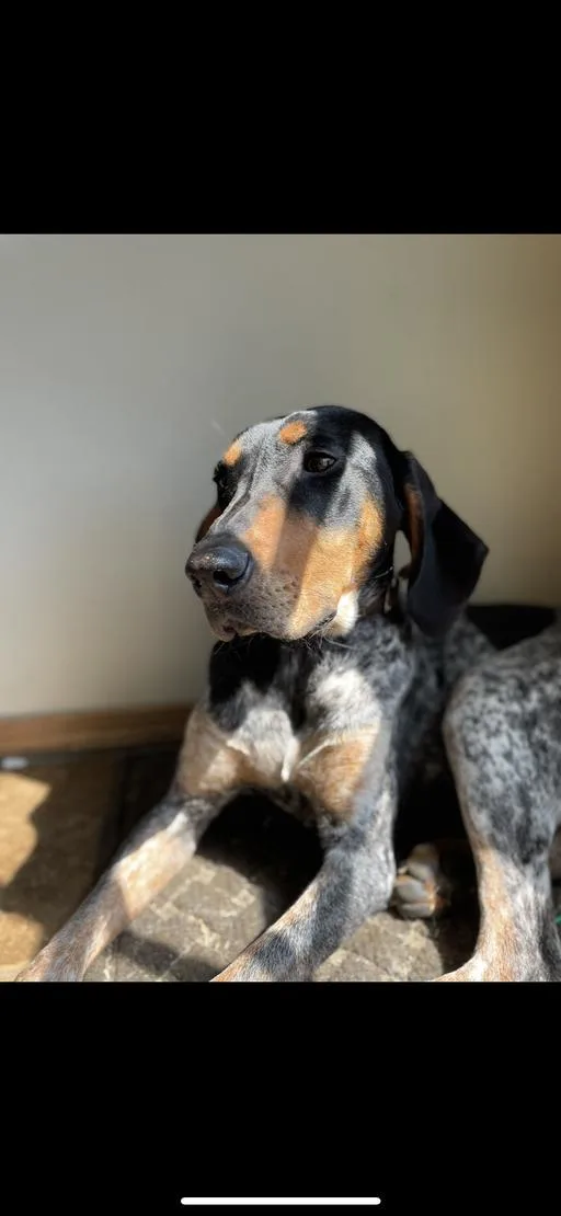 An adult large-sized female Bluetick Coonhound dog named Roxy for adoption in TULSA, OK