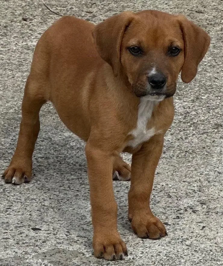 A baby small-sized male Mixed Breed dog named Butterfinger for adoption in Rome, GA