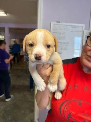 A baby small-sized male Mixed Breed dog named Ruff for adoption in West Chester, PA