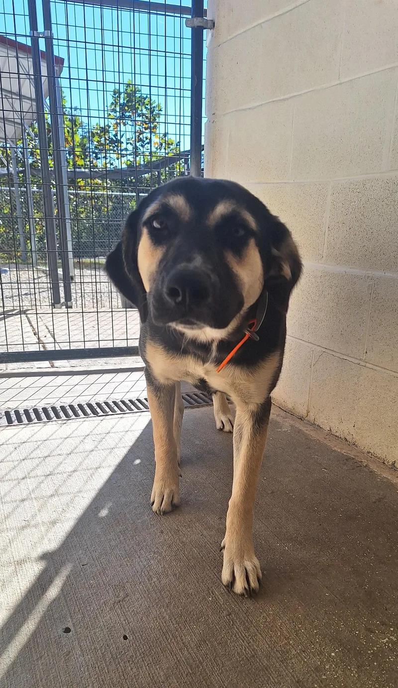A young medium-sized female Black Shepherd dog named Coretta for adoption in Stanton, KY