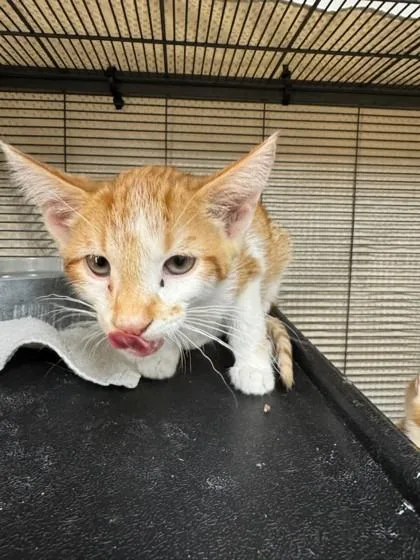 A young small-sized female Domestic Short Hair cat named Regina for adoption in Missoula, MT
