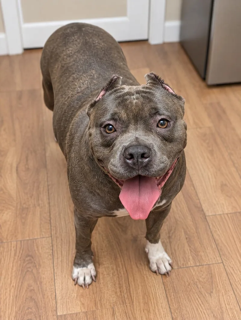 An adult large-sized female Brown / Chocolate American Bully dog named Rayna for adoption in Petersburg, VA