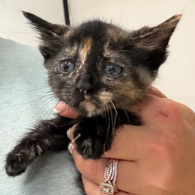 A baby small-sized female Tortoiseshell Domestic Short Hair cat named Olive for adoption in Lake Jackson, TX
