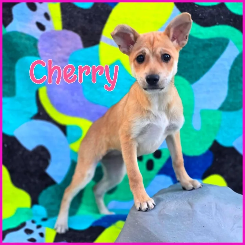 A baby small-sized female Brown / Chocolate Mixed Breed dog named Cherry for adoption in Joliet, IL