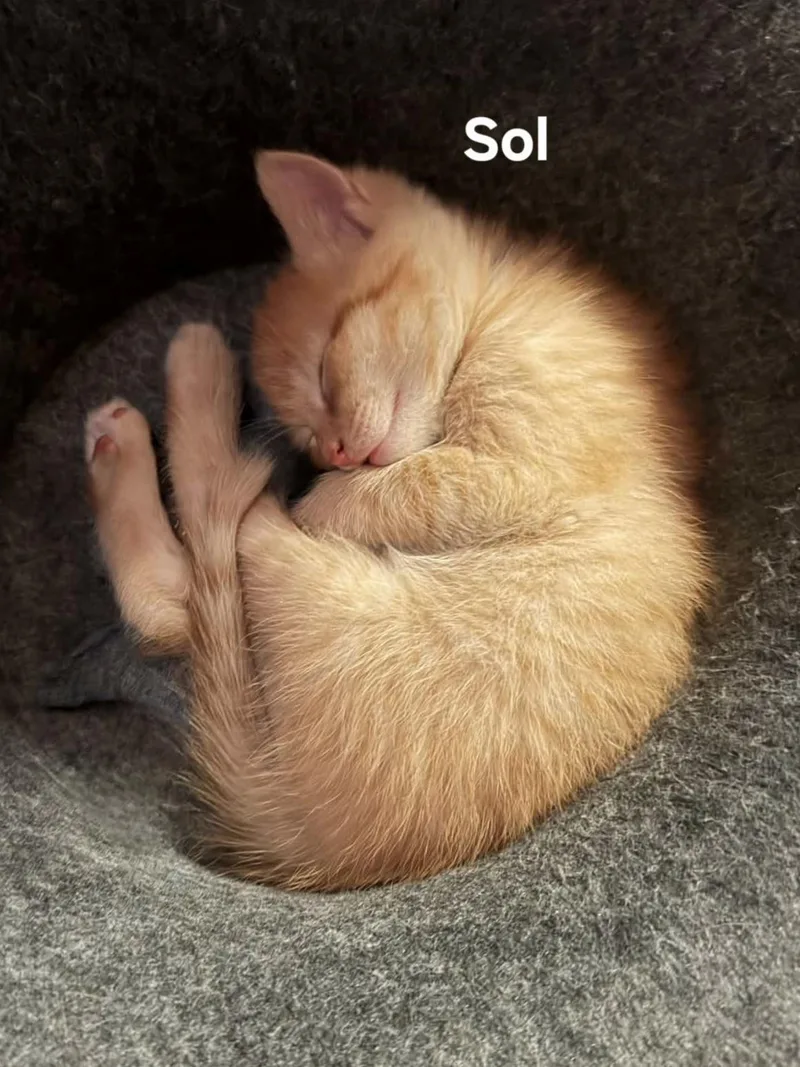 A baby medium-sized male Tabby (Orange / Red) Domestic Short Hair cat named Sol for adoption in Chicopee, MA