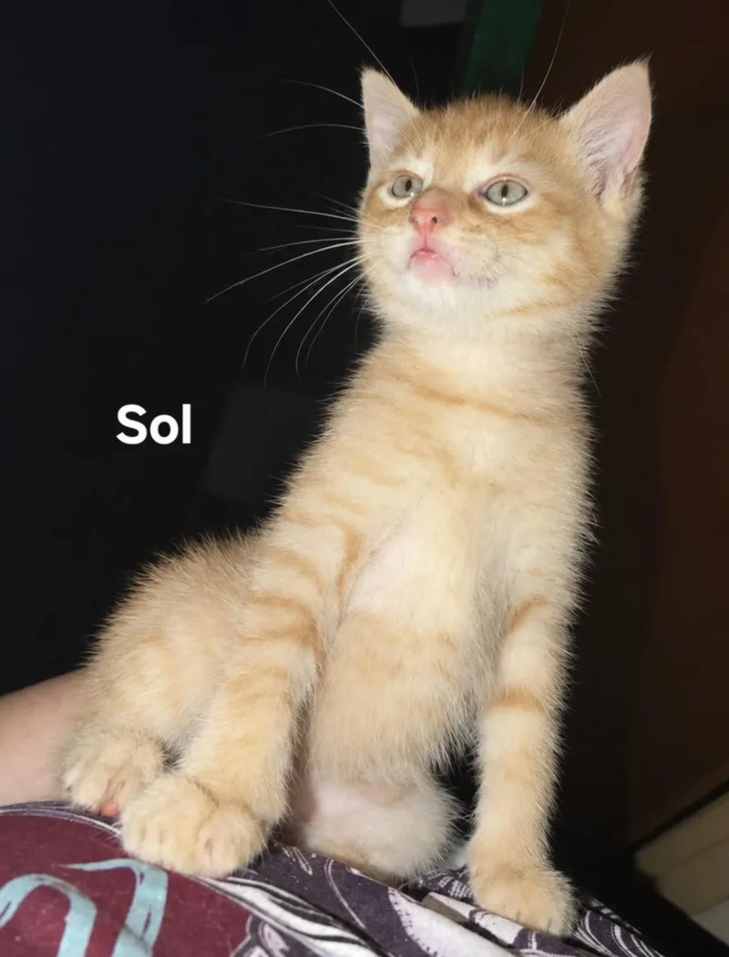 Sol thumbnail 2