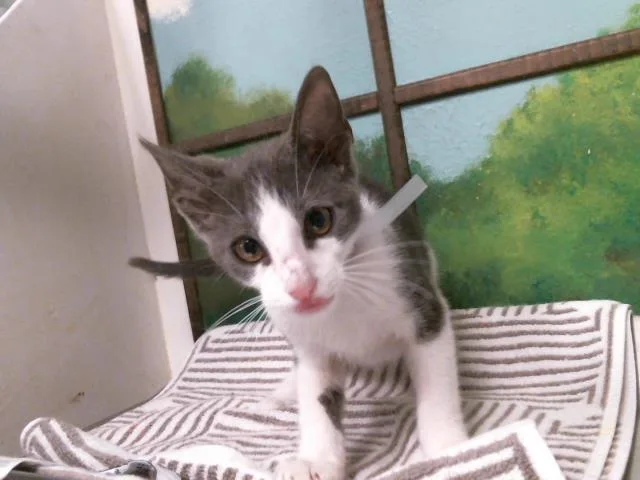 A baby small-sized male Domestic Short Hair cat named Velcro for adoption in Houston, TX