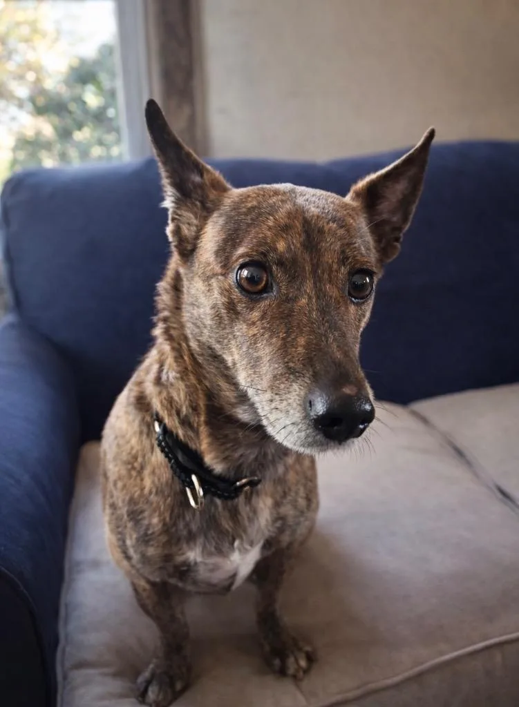 Lucky Piandetosi thumbnail 3