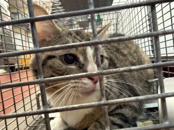An adult medium-sized female Domestic Medium Hair cat named Otter for adoption in Salisbury, MD
