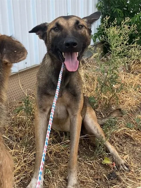 An adult large-sized female Mixed Breed dog named Cali for adoption in Dallas, TX