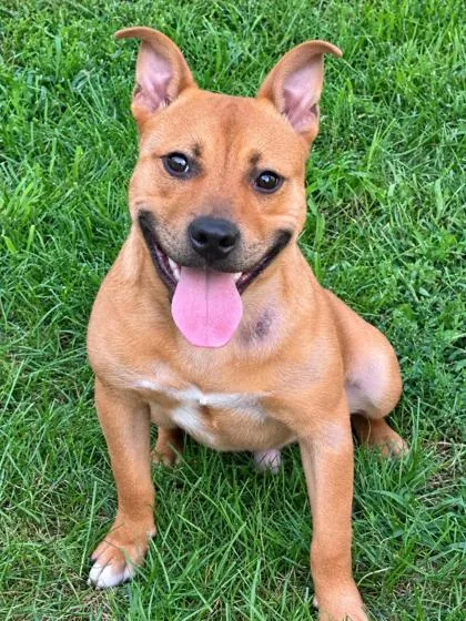 An adult medium-sized male American Staffordshire Terrier dog named Lincoln for adoption in Mason, MI