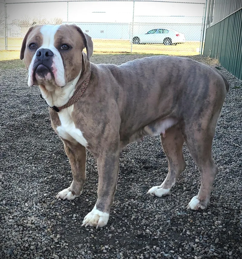 An adult medium-sized female American Bulldog dog named Yelena for adoption in Brookings, SD