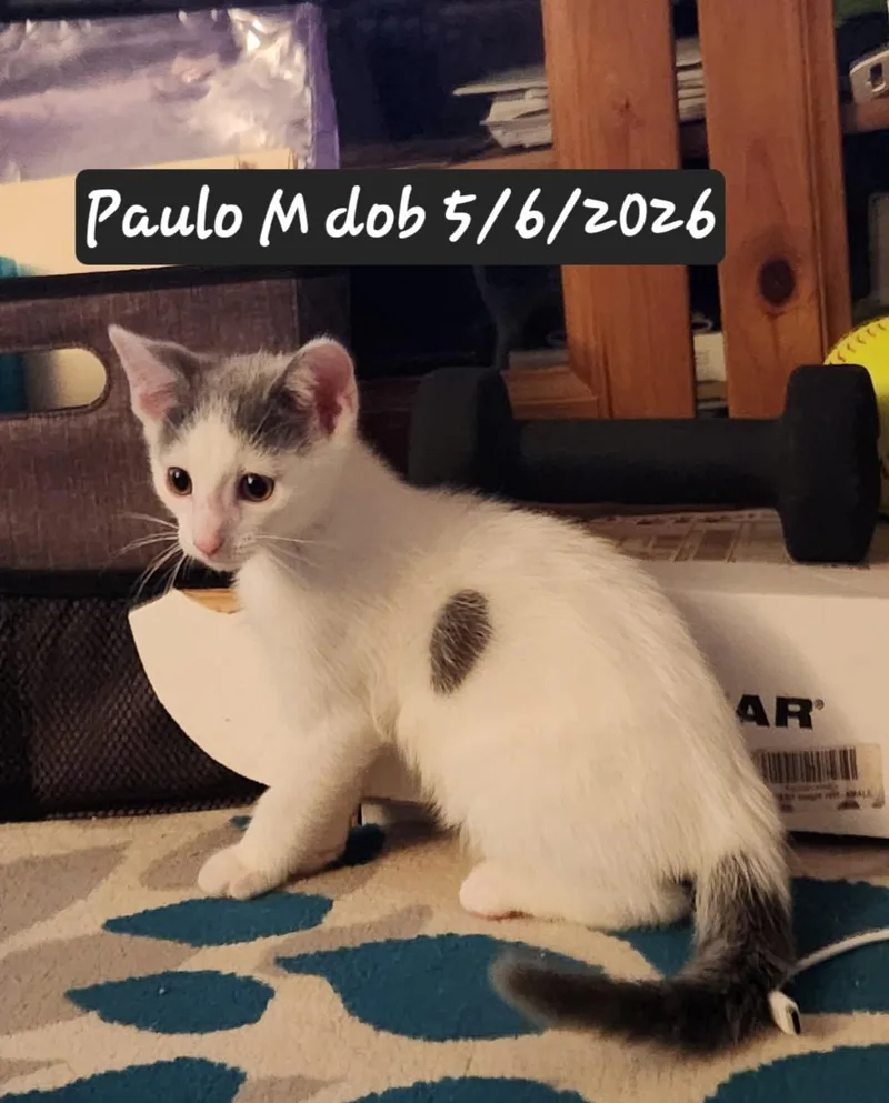 Paulo thumbnail 3