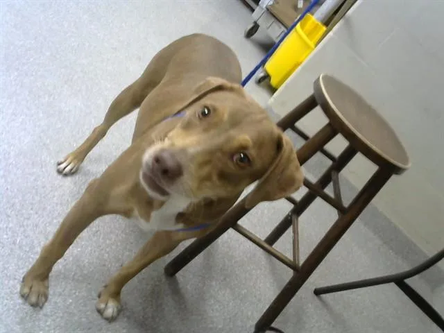 An adult large-sized female Labrador Retriever dog named Charlee for adoption in Pasadena, TX