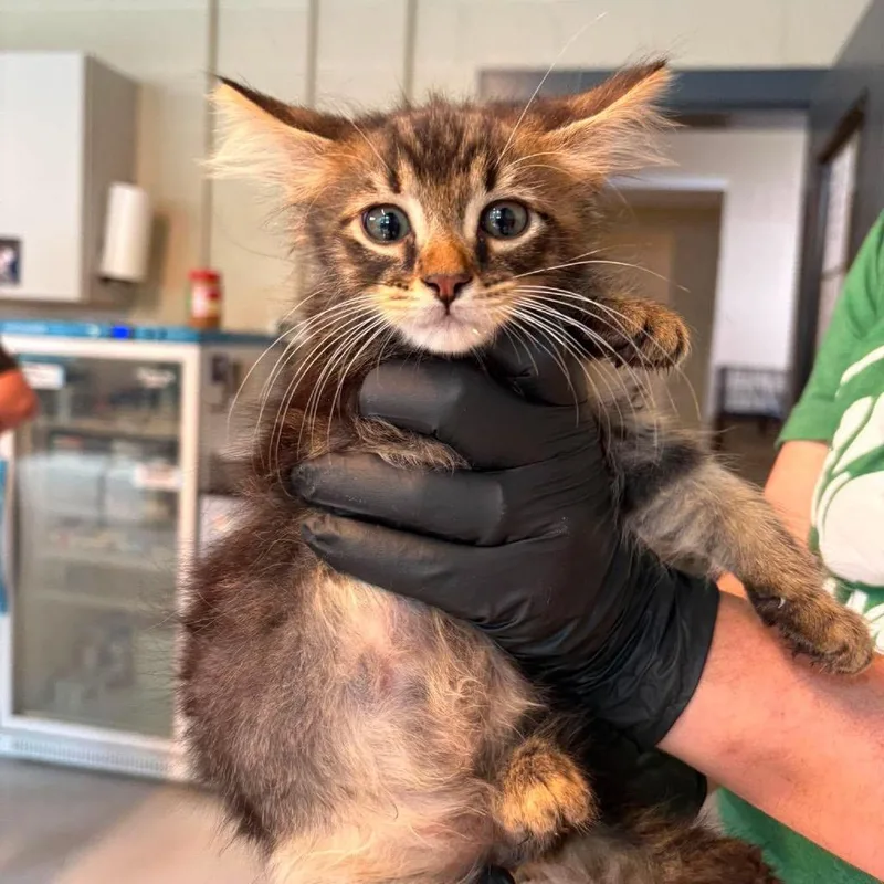 A baby small-sized male Brown / Chocolate Domestic Short Hair cat named Walmart for adoption in Huntington, WV
