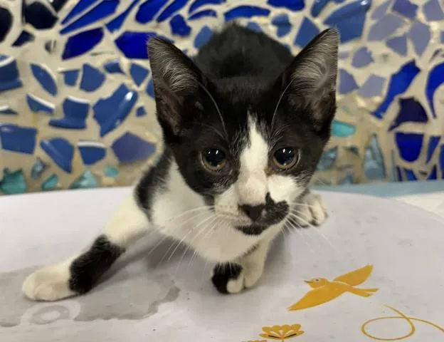 A baby small-sized female Domestic Short Hair cat named Nightingale for adoption in Pensacola, FL