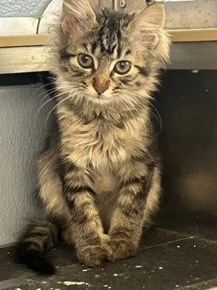 A baby medium-sized female Domestic Medium Hair cat named Jacky for adoption in West Chester, PA