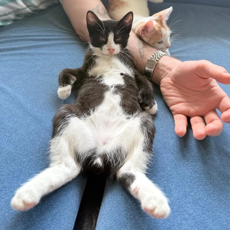 A baby small-sized male Black American Shorthair cat named Hemingway for adoption in Brooklyn, NY