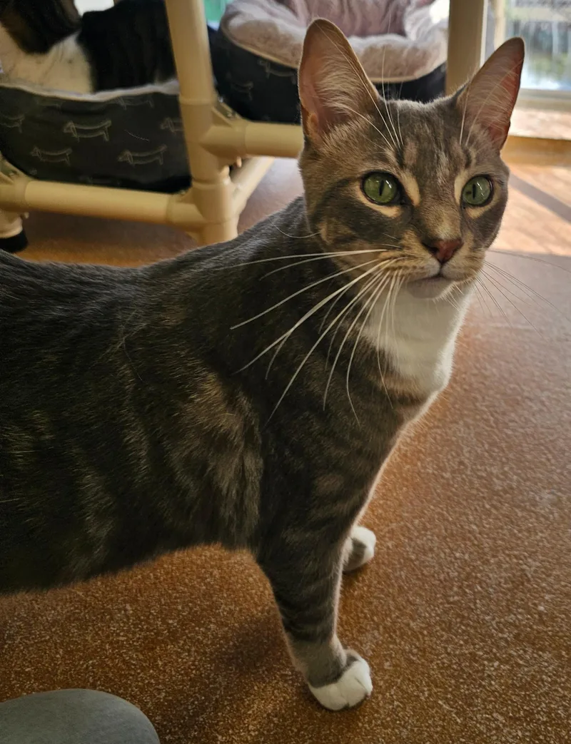 An adult extra large-sized male Domestic Short Hair cat named Jason Voorhees for adoption in Norwalk, CT