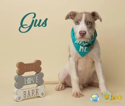 Gus
