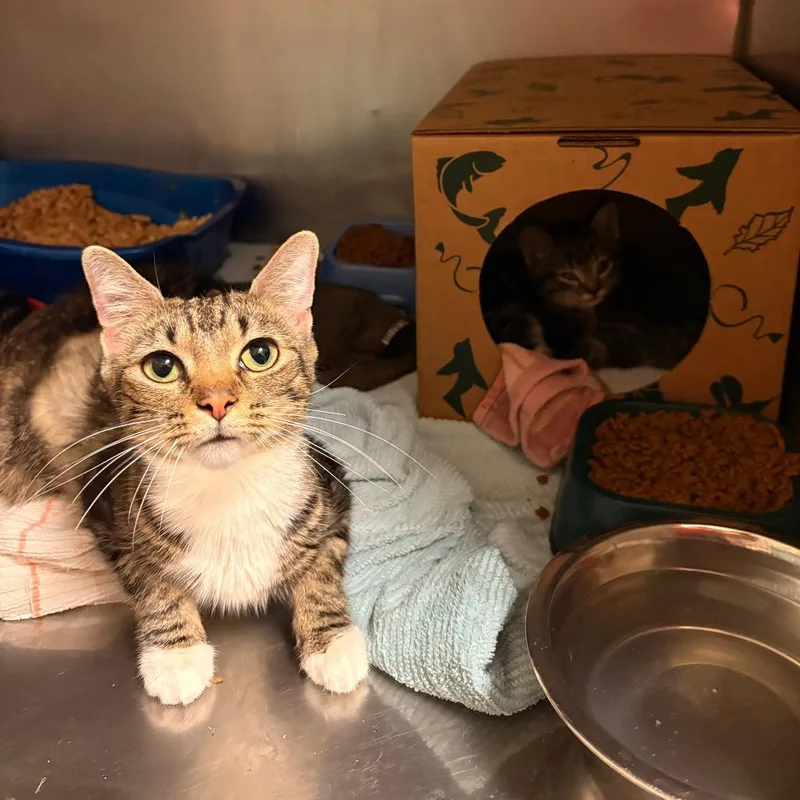 An adult medium-sized female Brown / Chocolate Domestic Short Hair cat named Nebula for adoption in Bristol, IN