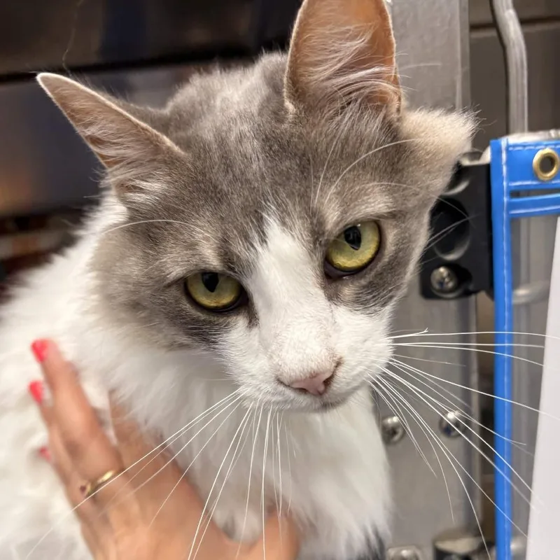 An adult large-sized female White Domestic Short Hair cat named Daphne for adoption in Greenville, SC