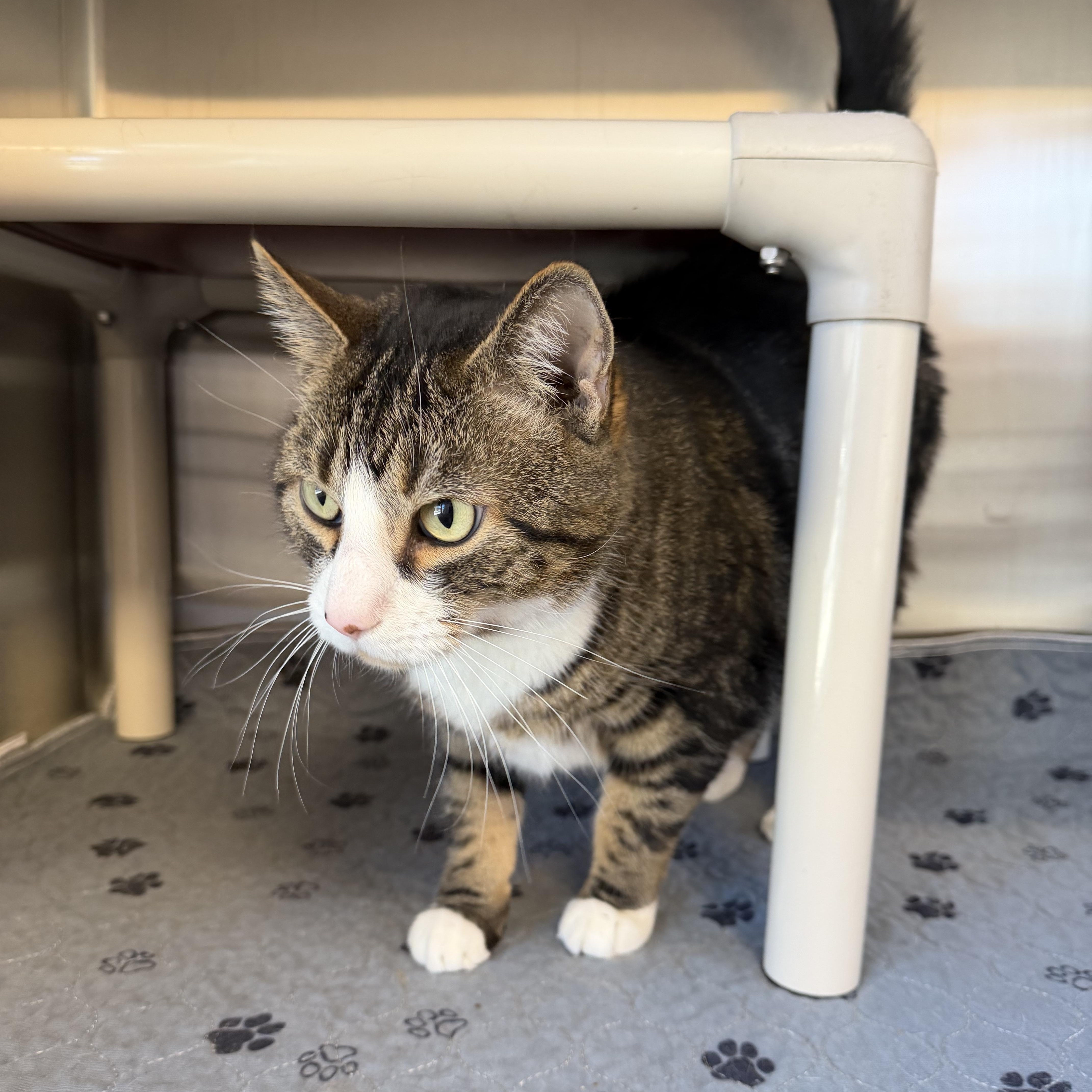 An adult large-sized male Domestic Short Hair cat named Smitty for adoption in North Providence, RI