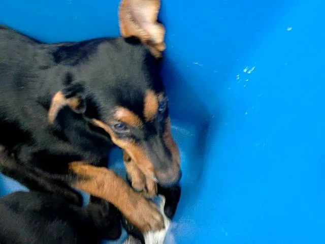 A baby large-sized female Mixed Breed dog named Stella for adoption in Dallas, TX