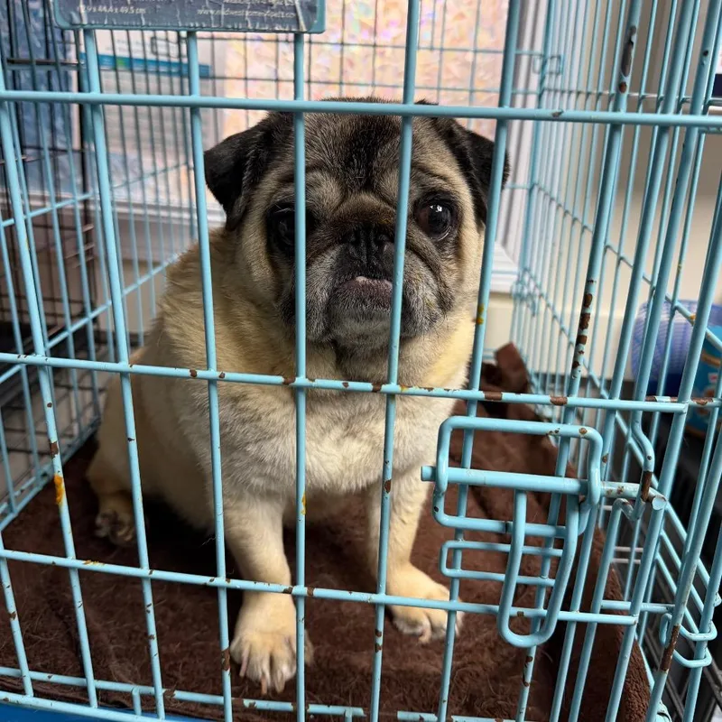 A senior small-sized female Yellow / Tan / Blond / Fawn Pug dog named Sassy for adoption in Uniontown, PA