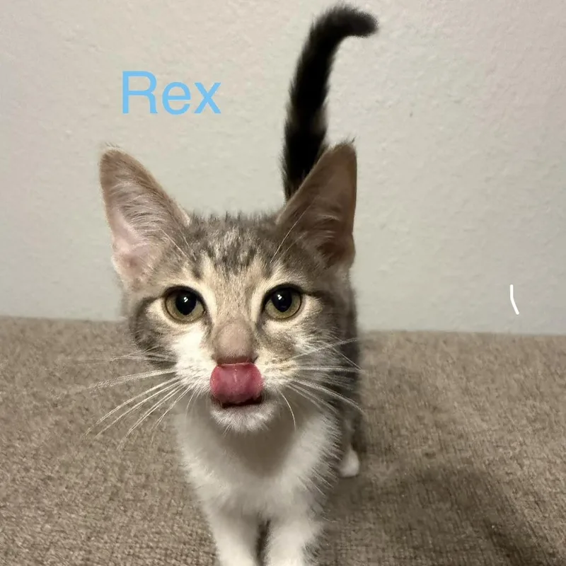 A baby small-sized male Brown / Chocolate Domestic Short Hair cat named Rex for adoption in Carmel, IN