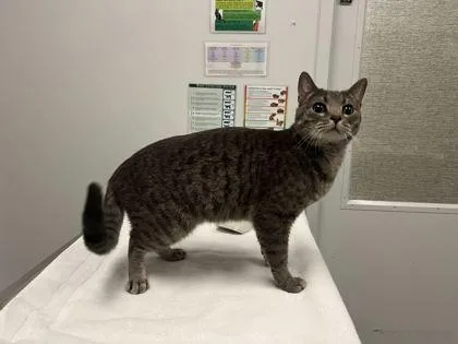 An adult medium-sized male Gray / Blue / Silver Domestic Short Hair cat named Maitake Mushroom for adoption in Kansas City, MO