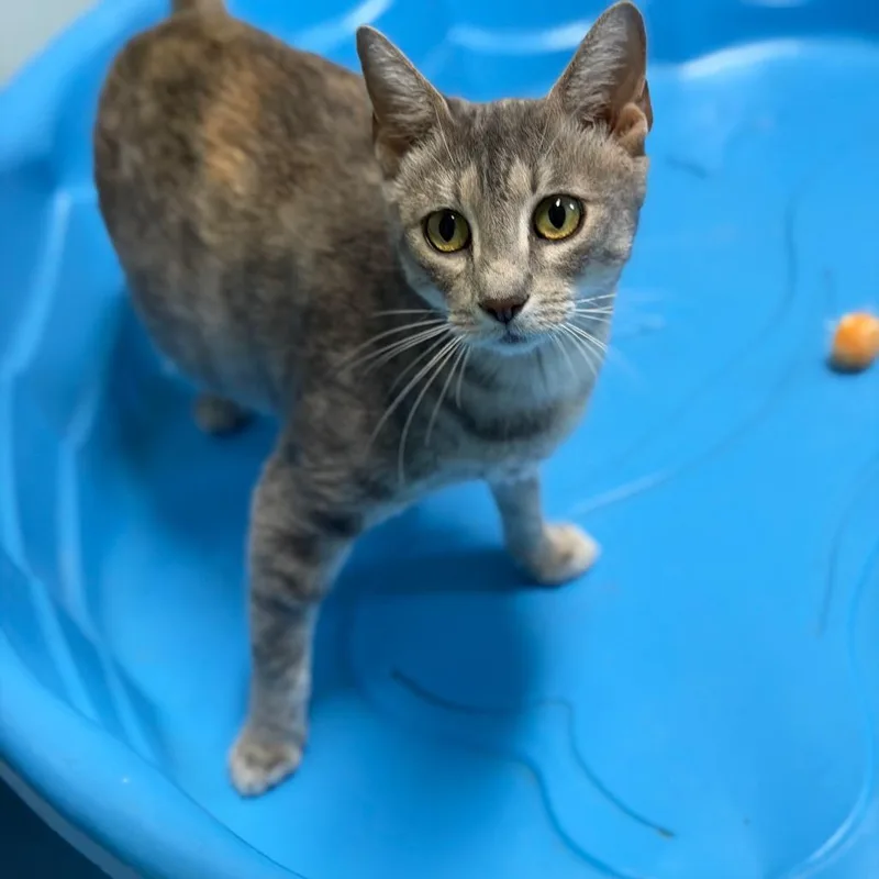 An adult large-sized female Torbie Domestic Short Hair cat named Brandywine for adoption in Brownsboro, AL