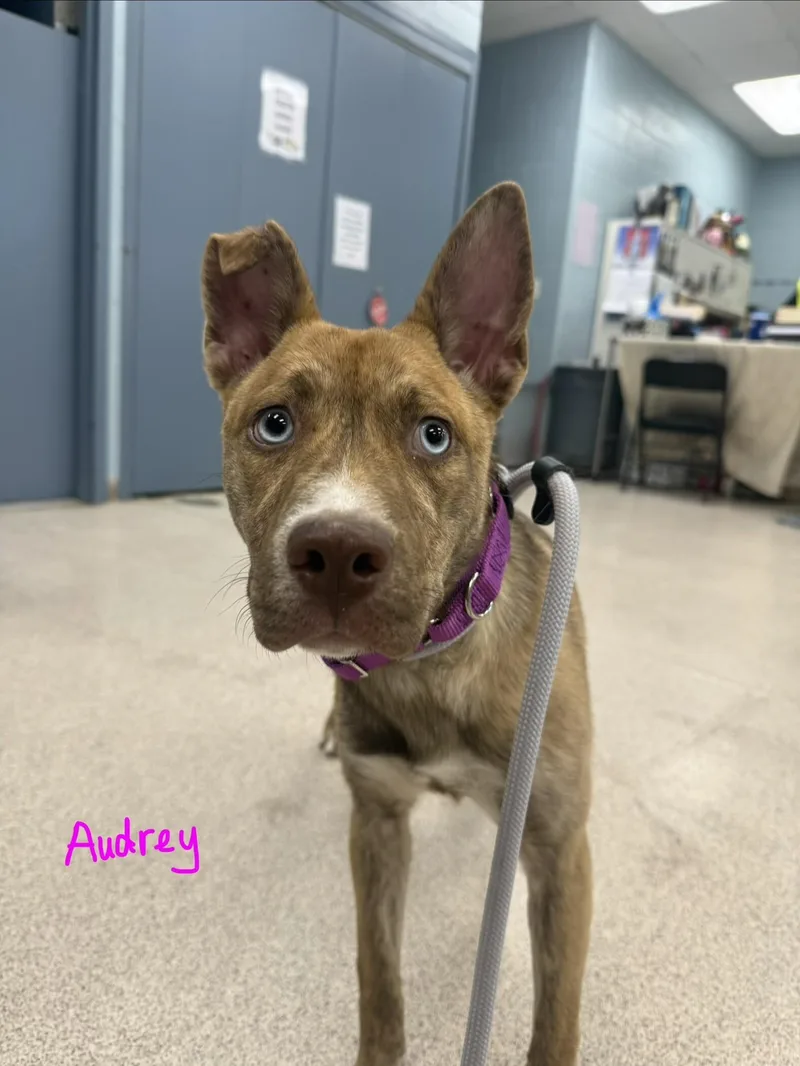 Audrey