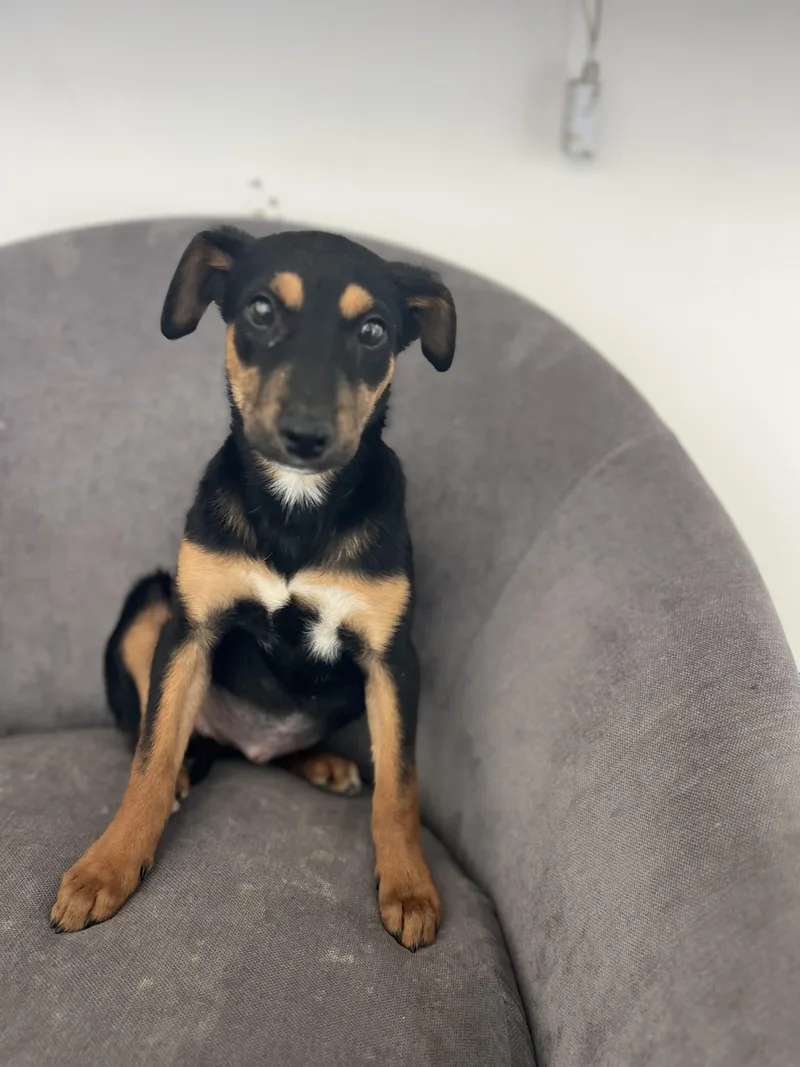 A baby medium-sized female Tricolor (Brown, Black, & White) Australian Kelpie dog named Clover for adoption in Poway, CA