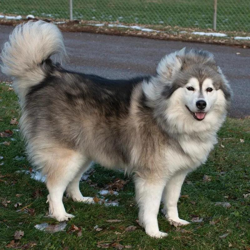 An adult large-sized female Pomeranian dog named Eve for adoption in Troy, OH
