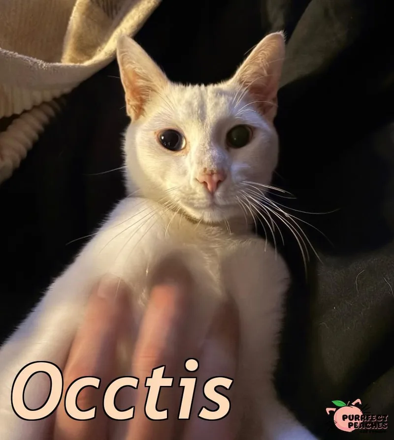 A baby medium-sized male Domestic Short Hair cat named Occtis for adoption in Douglasville, GA