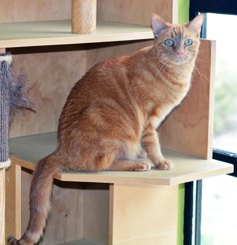 An adult medium-sized male Tabby (Orange / Red) Tabby cat named Seuss for adoption in San Clemente, CA