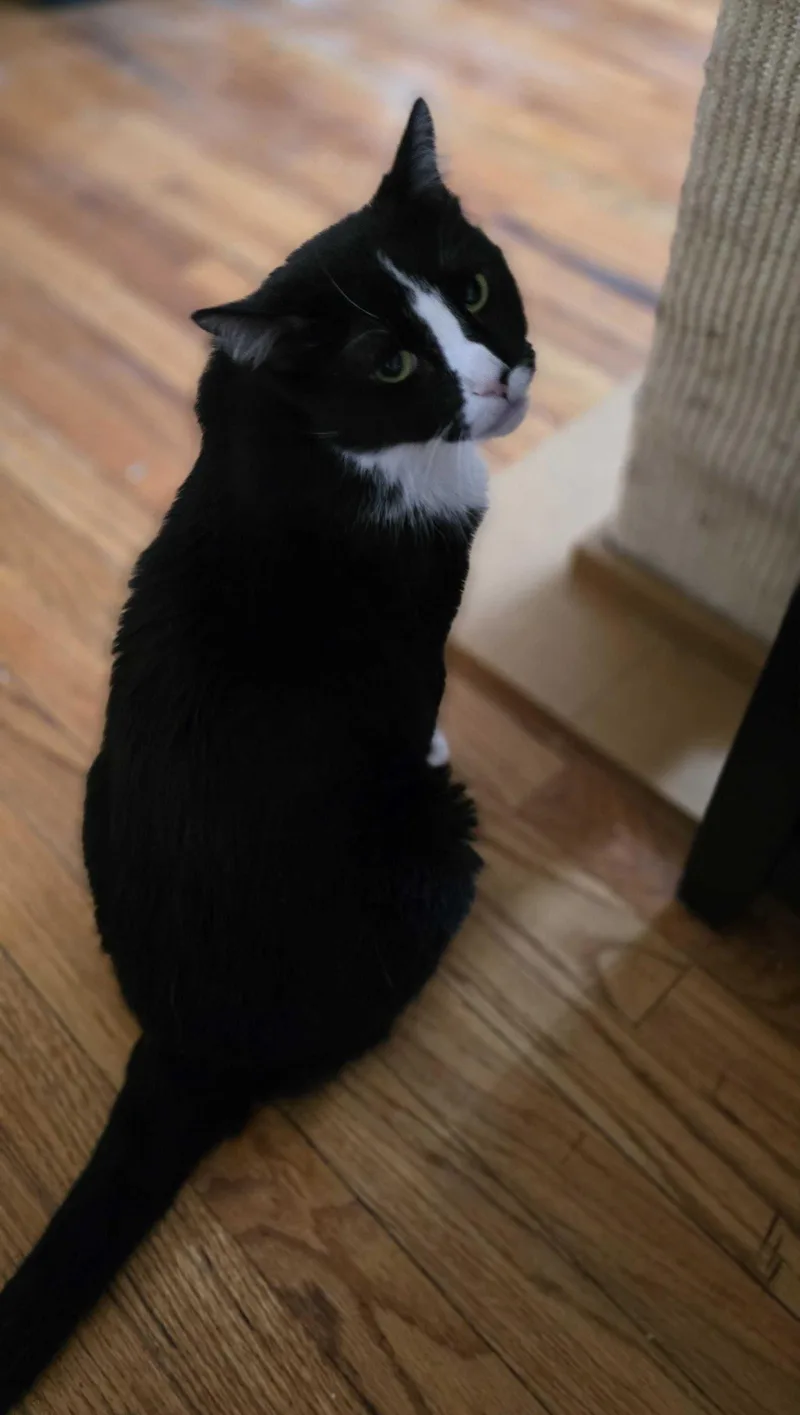 An adult medium-sized male Domestic Short Hair cat named Baby Bunny Rm for adoption in Rockaway, NJ