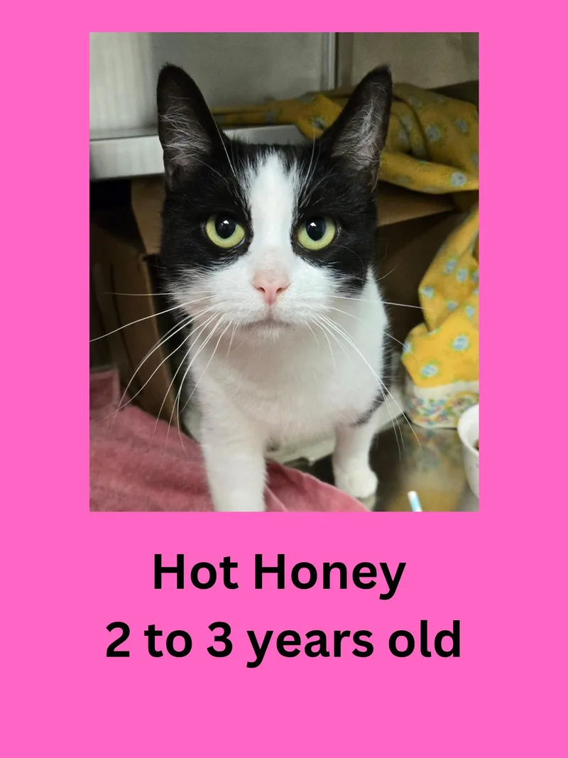 An adult medium-sized female Black & White / Tuxedo Domestic Short Hair cat named Hot Honey for adoption in Ravenna, OH